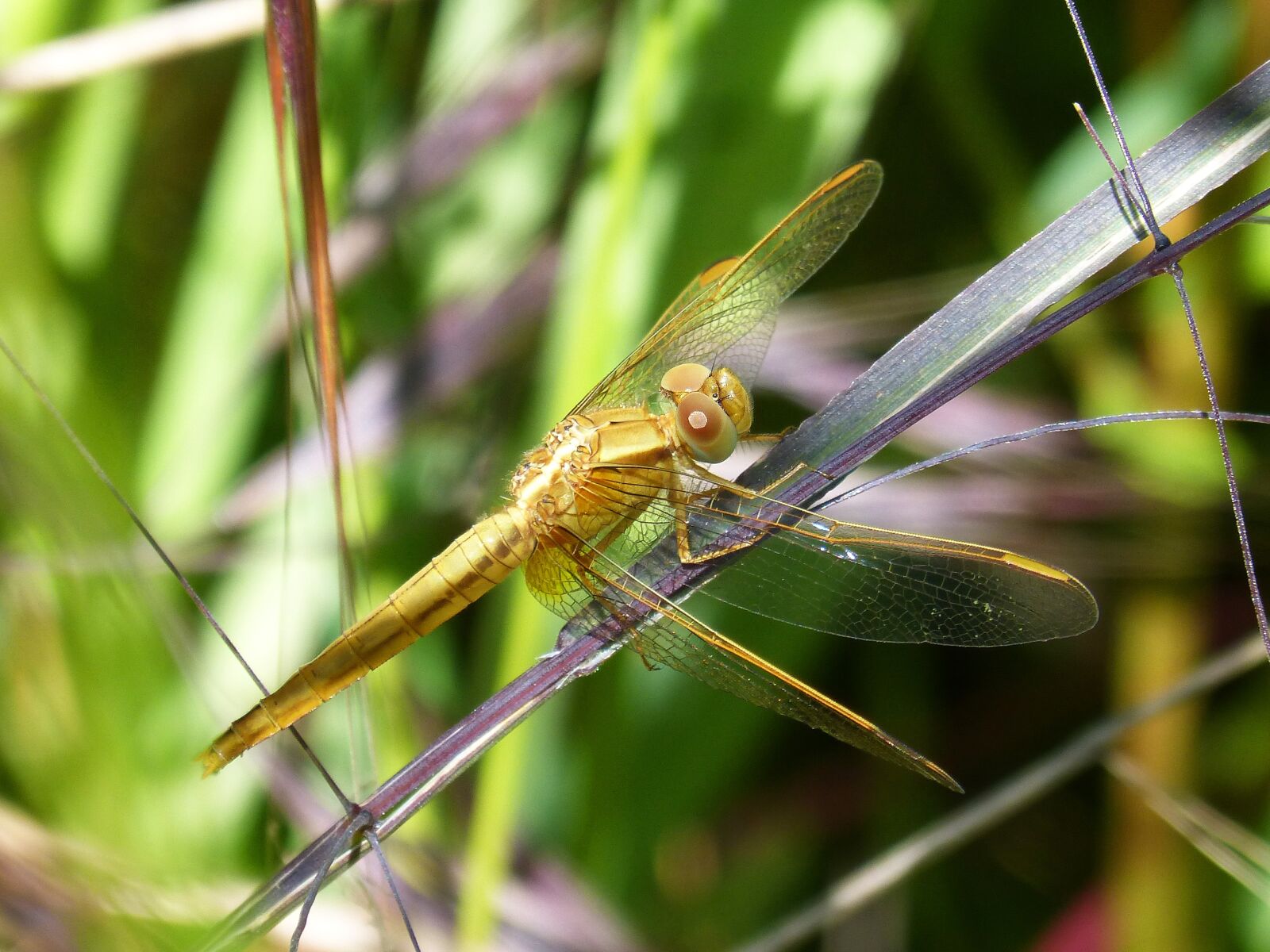 Panasonic DMC-FZ62 sample photo. Golden dragonfly, sympetrum meridionale photography