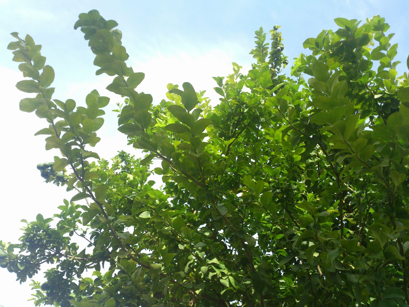 Sony Ericsson LT26i sample photo. Sky, forest, nature photography