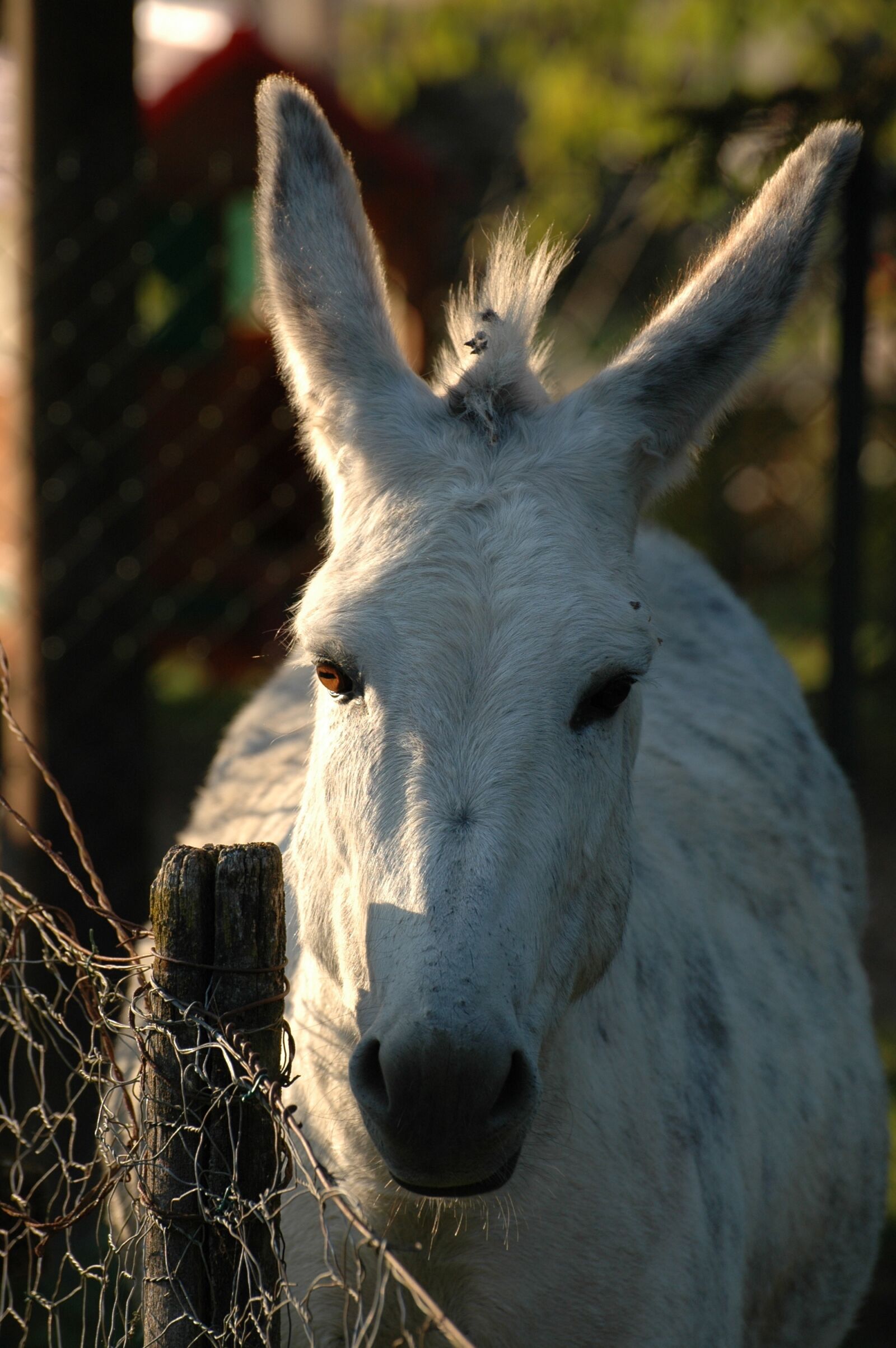 Nikon D70 sample photo. Mule, animal, rural photography