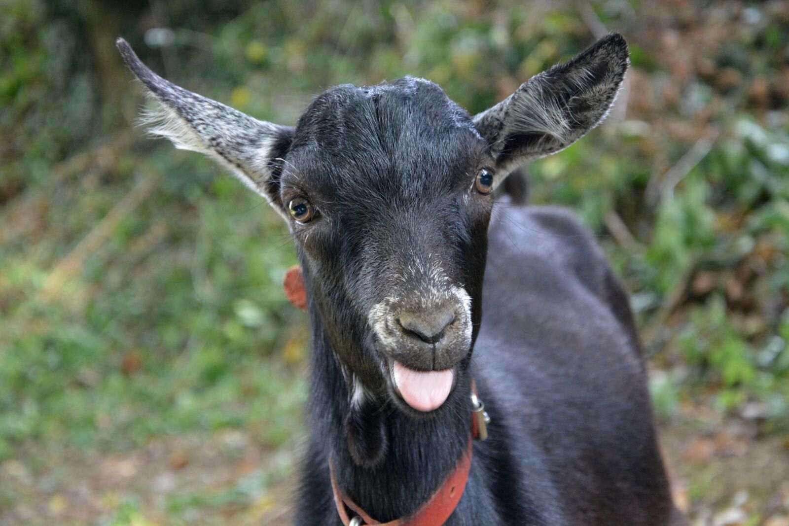 Nikon D5200 sample photo. Goat, face, portrait photography