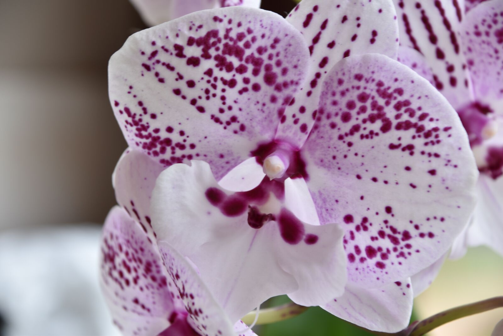 Nikon D5600 sample photo. Orchid, flower, plants photography