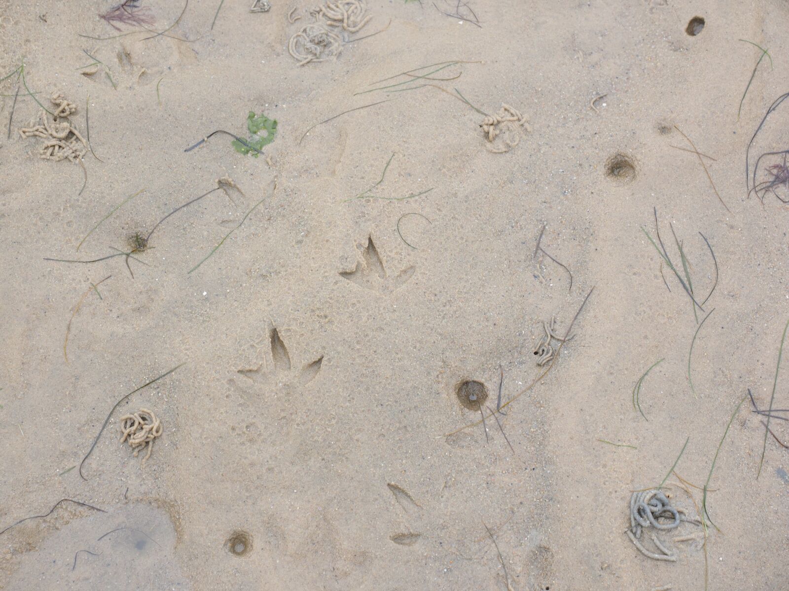 Olympus OM-D E-M1 + Olympus M.Zuiko Digital ED 12-40mm F2.8 Pro sample photo. Tracks in the wadden photography