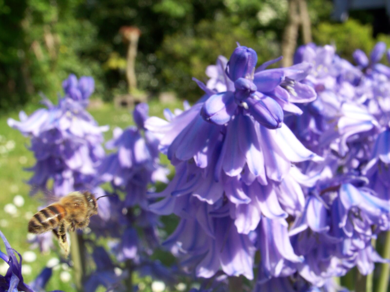 Kodak EASYSHARE Z1012 IS DIGITAL CAMERA sample photo. Flower, bee, insects photography