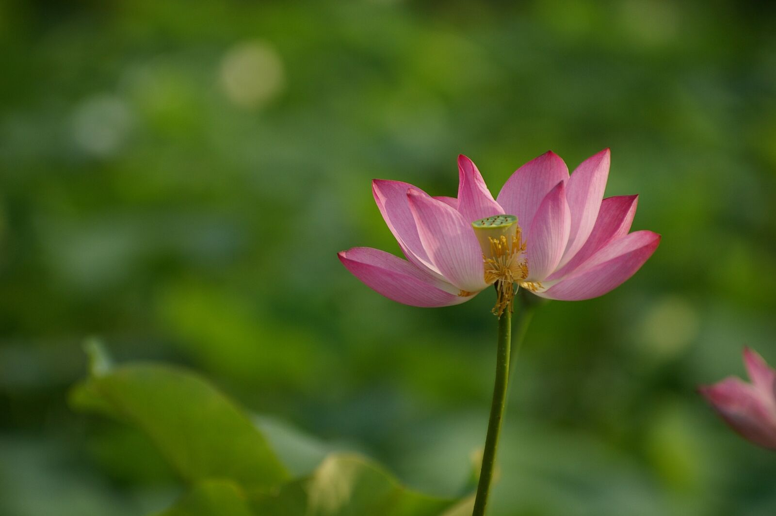Pentax *ist DS2 sample photo. Flowers, lotus, nature photography