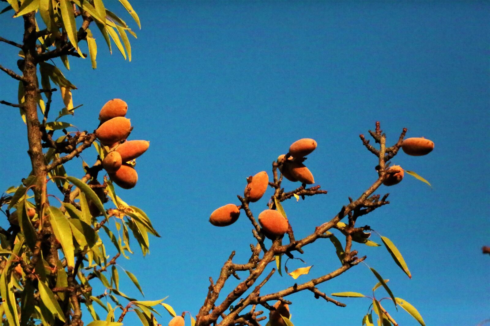 Canon EF 24-105mm F4L IS USM sample photo. Almond, fruit, tree photography