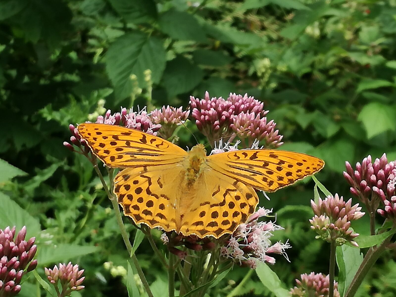 HUAWEI P9 LITE sample photo. Butterfly, nature, orange photography