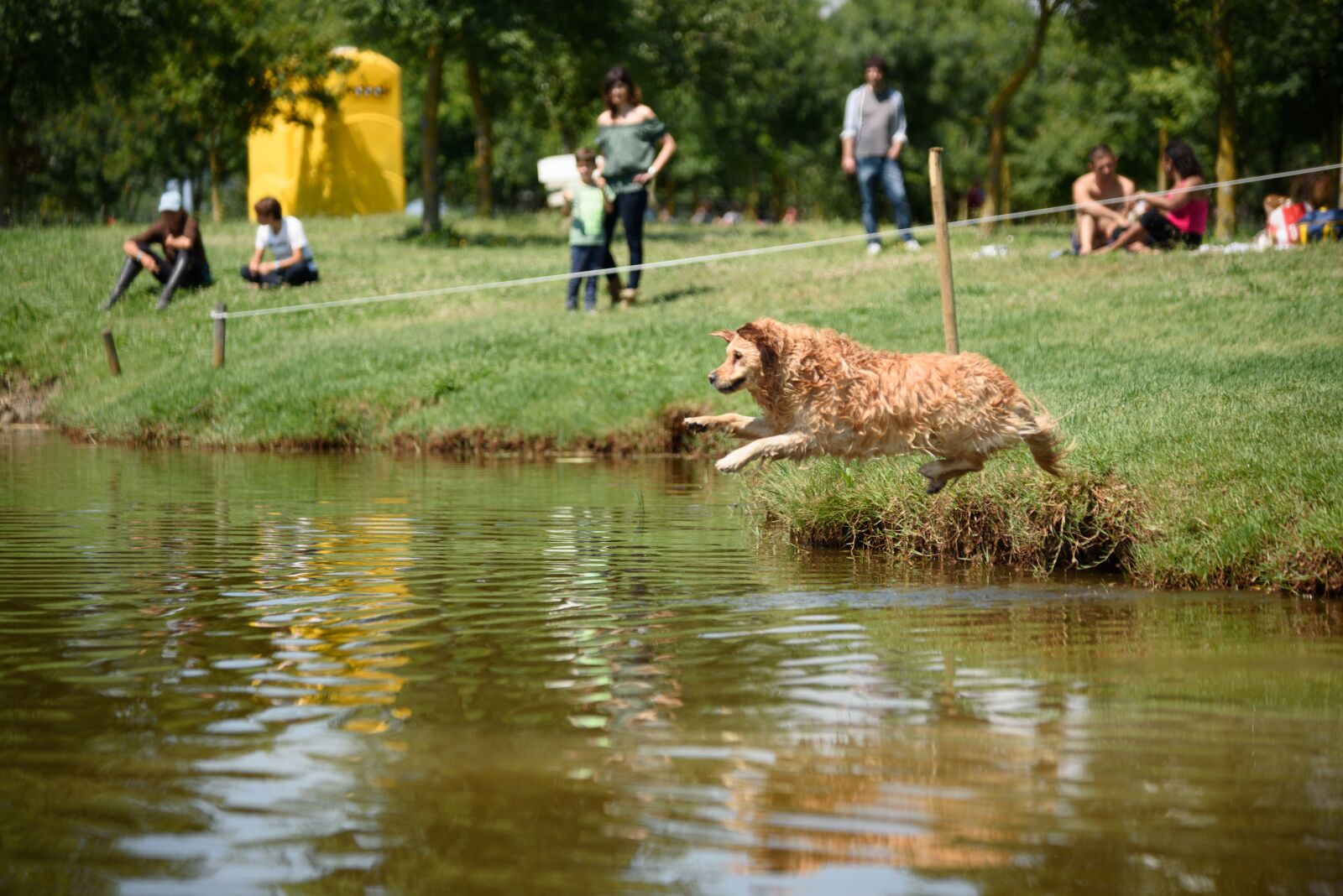 Nikon D750 sample photo. Dog, salta, water photography