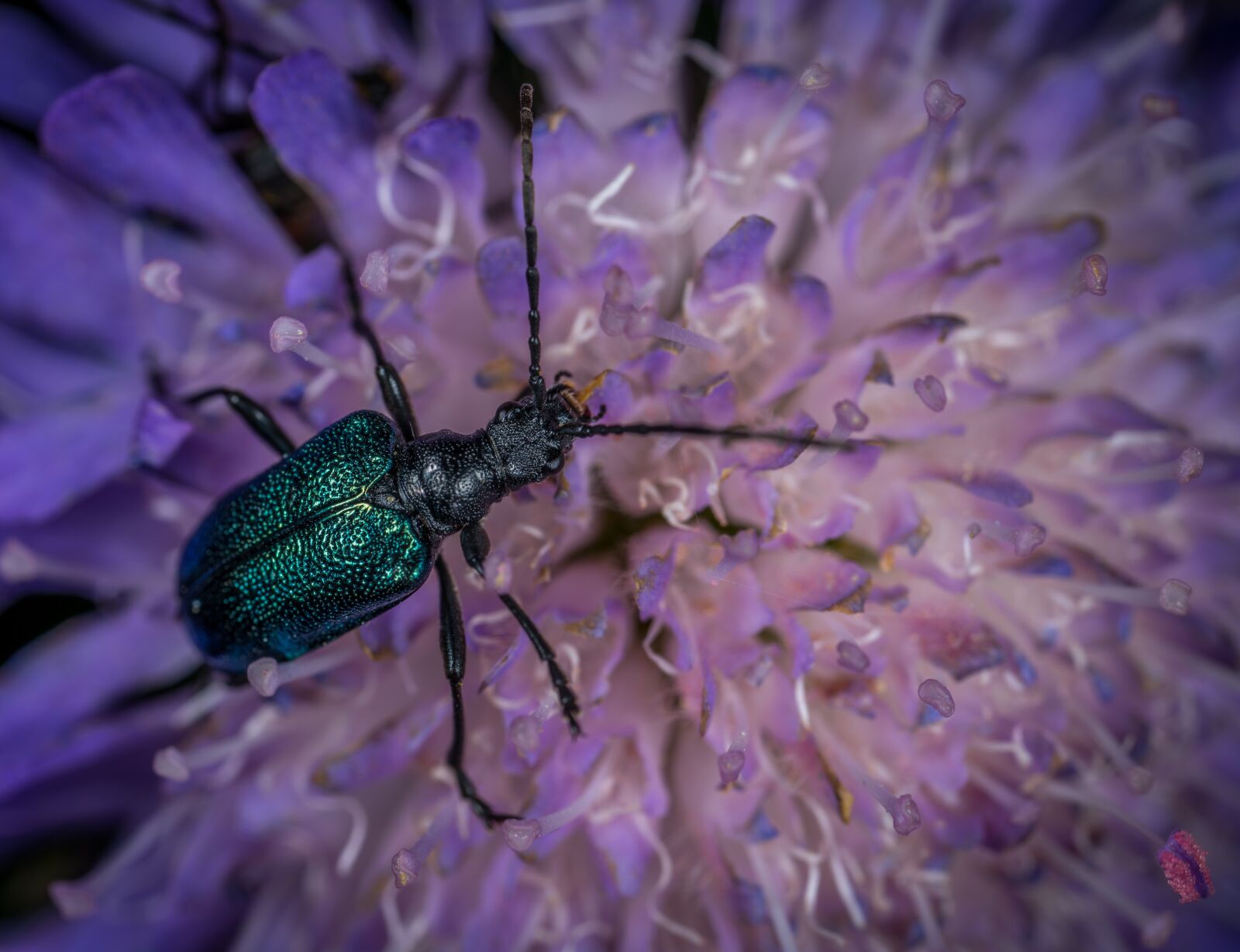 #124 65/2.8 sample photo. Insect, bespozvonochnoe, nature photography