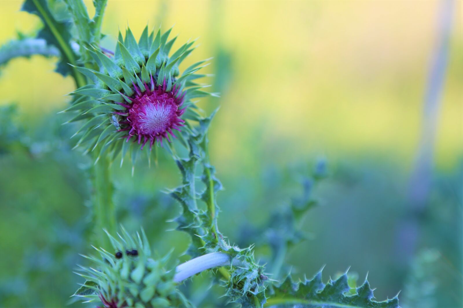 Canon EOS 5D Mark III sample photo. Flower, spring, bud photography