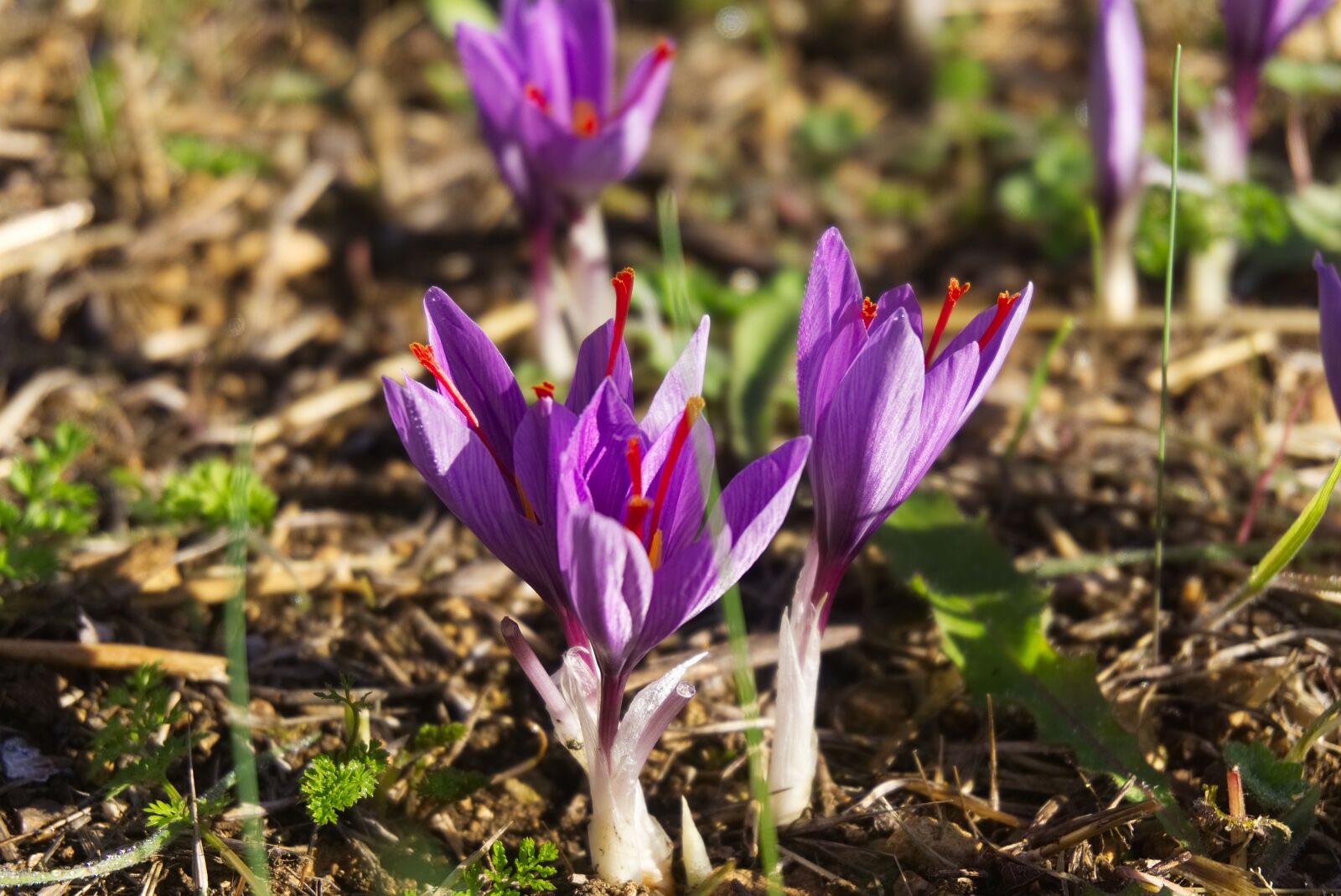 Sony a6000 sample photo. Saffron, crocus sativus, harvest photography