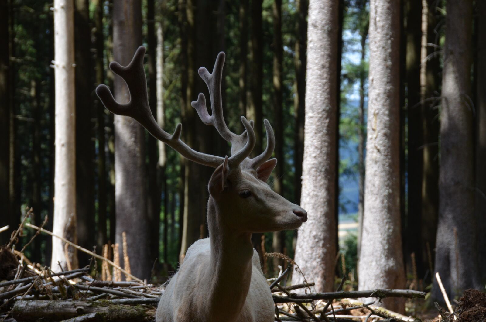 Nikon D7000 sample photo. Animal, fallow deer, antler photography
