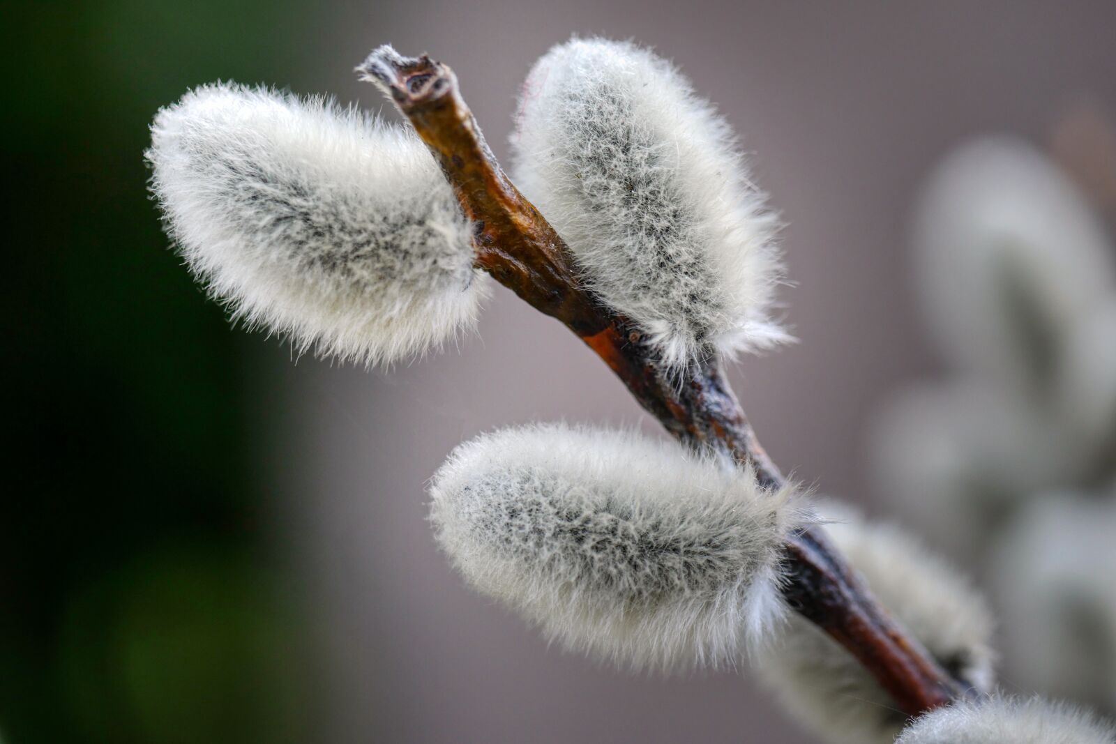 Panasonic Lumix DMC-GX8 sample photo. Pasture, willow catkins, velvety photography