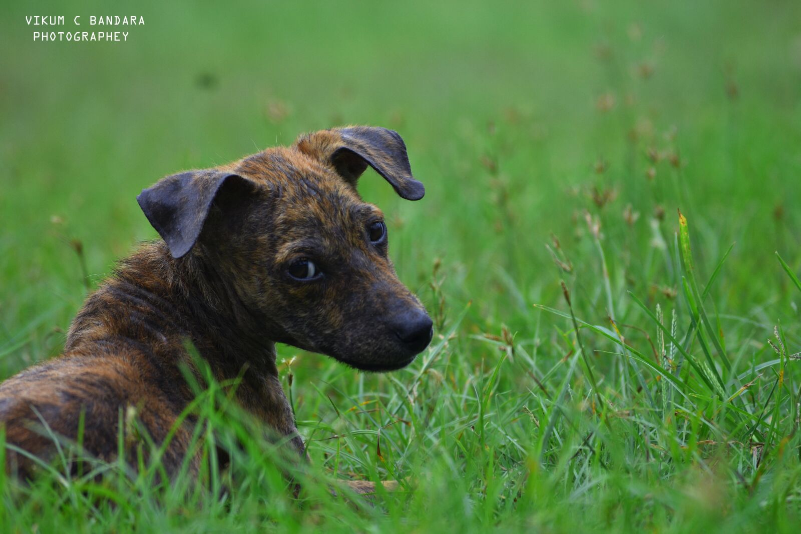 Nikon D3400 sample photo. Animal, poor, injury photography