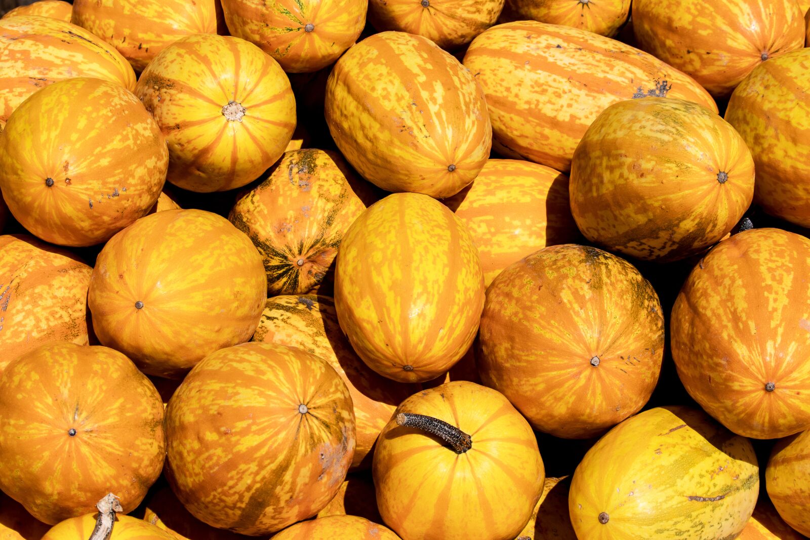 Canon EOS 80D sample photo. Pumpkins, pumpkin, yellow photography