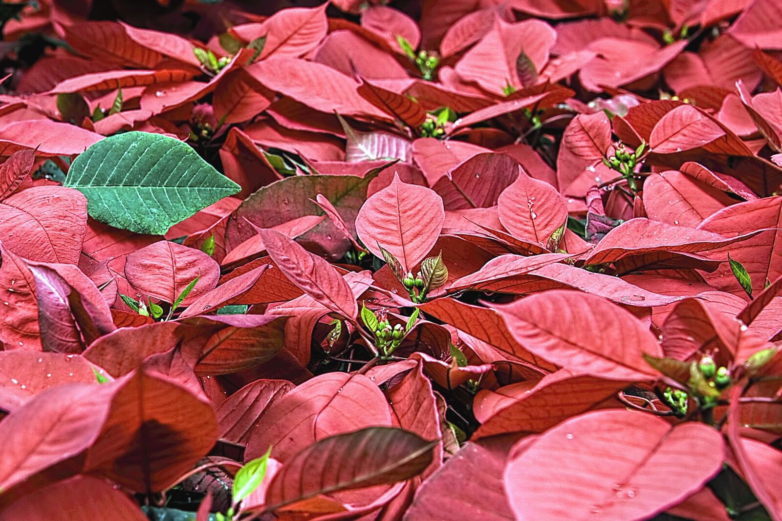 Canon EOS 400D (EOS Digital Rebel XTi / EOS Kiss Digital X) sample photo. Leaf, green, red, plant photography
