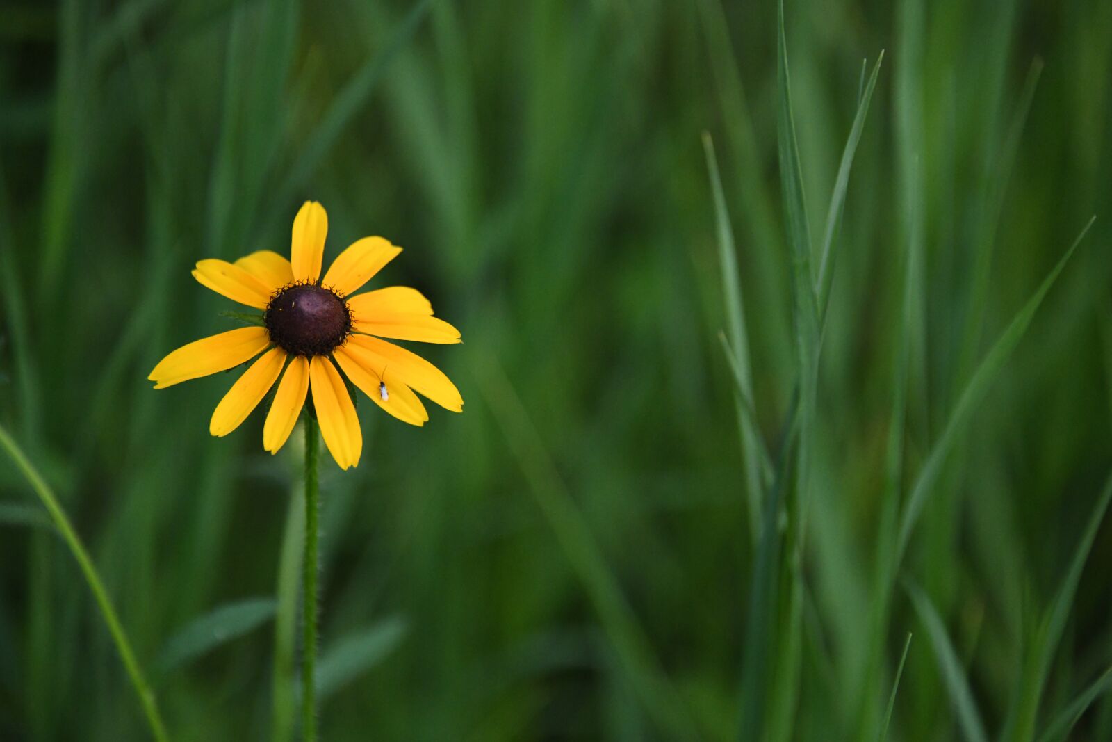 Nikon D850 sample photo. Yellow, coneflower, flower photography