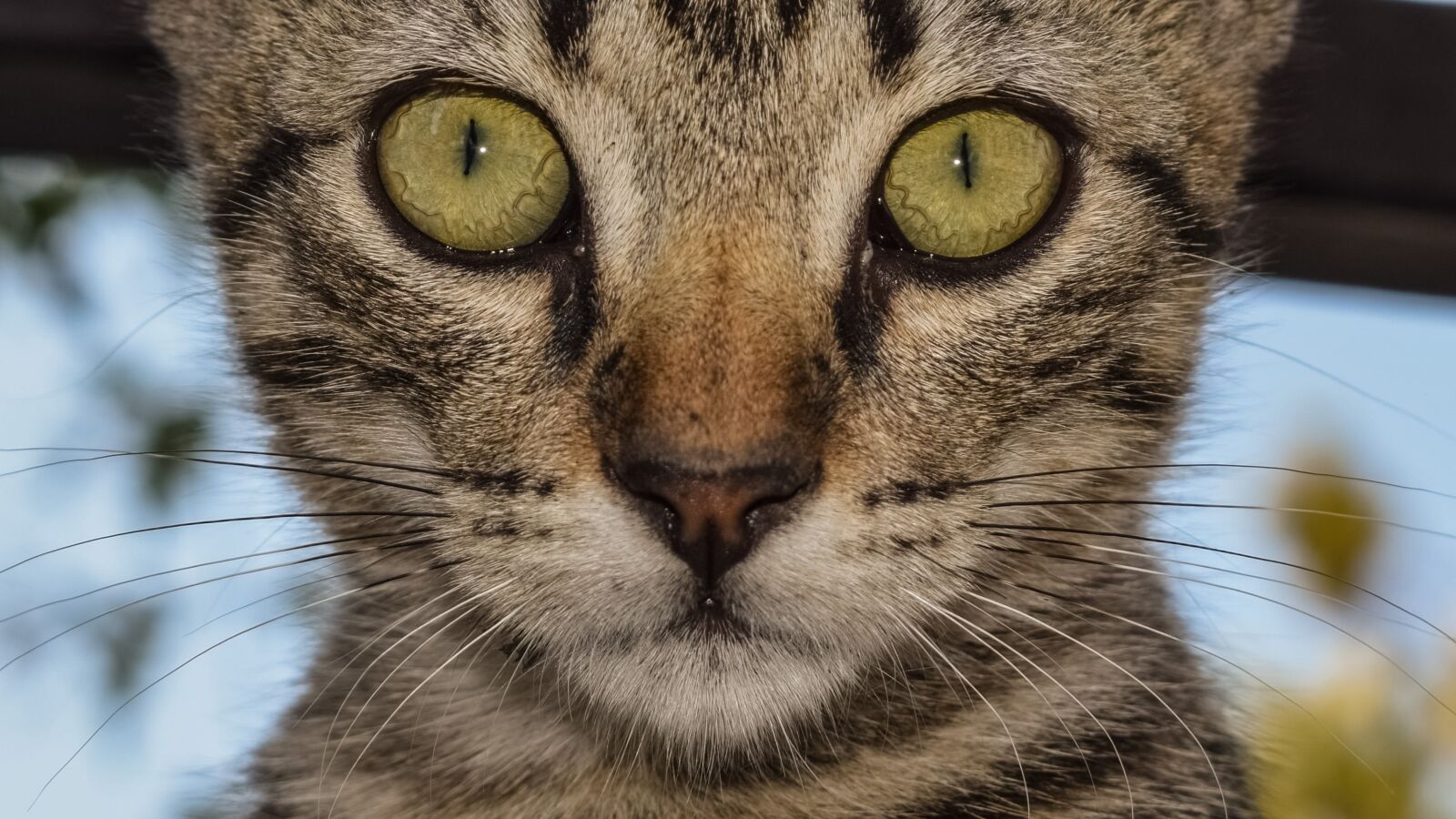 Nikon D3300 sample photo. Eyes, cat, cat eyes photography