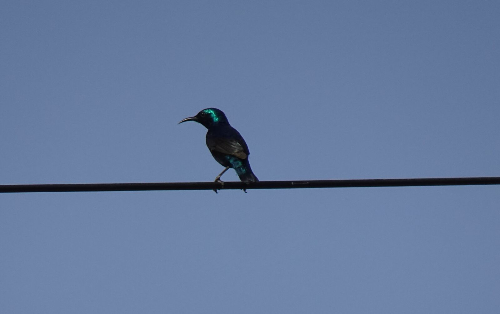 Sony DSC-WX800 sample photo. Bird, purple sunbird, cinnyris photography