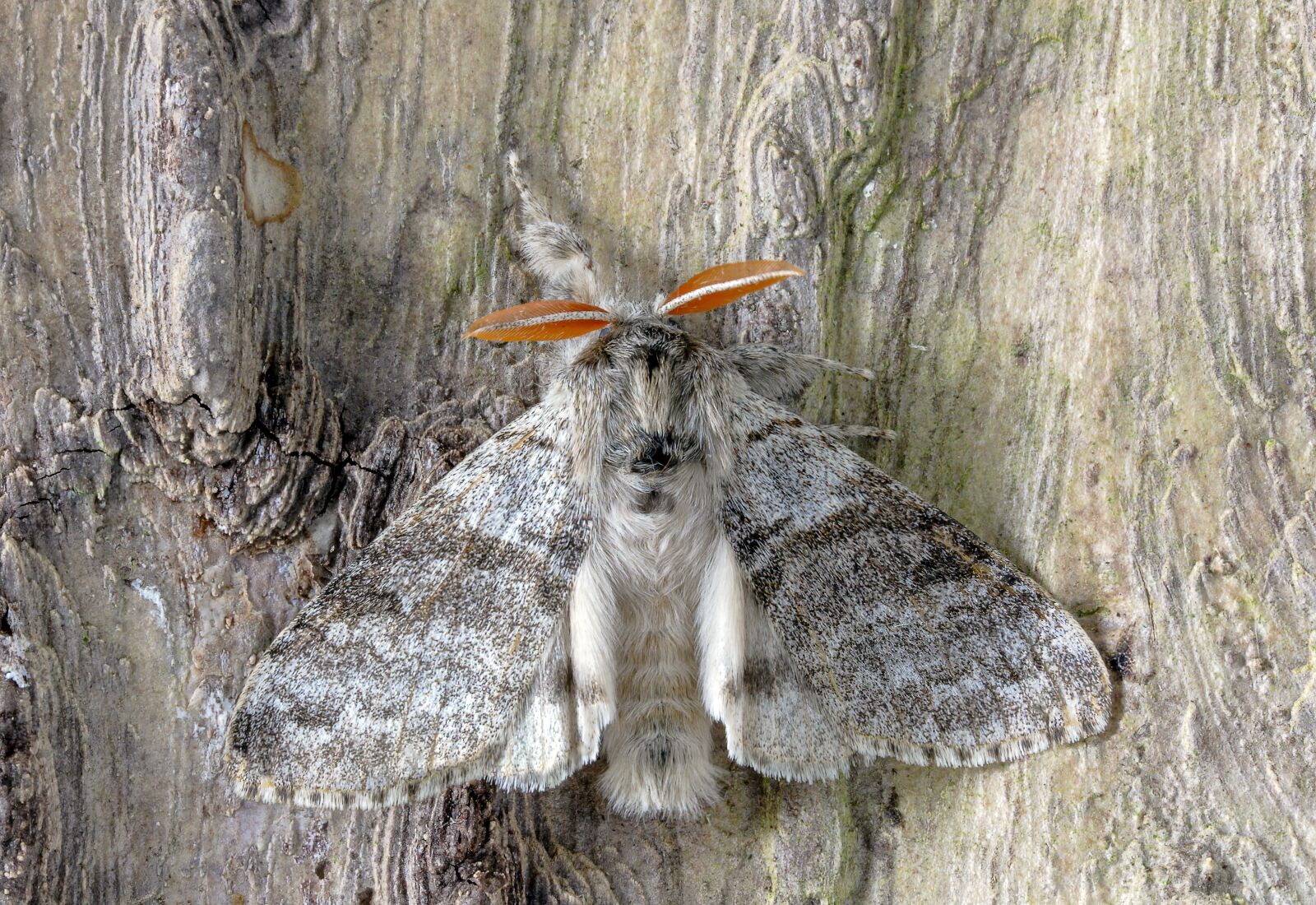 Canon EOS 400D (EOS Digital Rebel XTi / EOS Kiss Digital X) sample photo. Pale-tussock, moth, wings photography