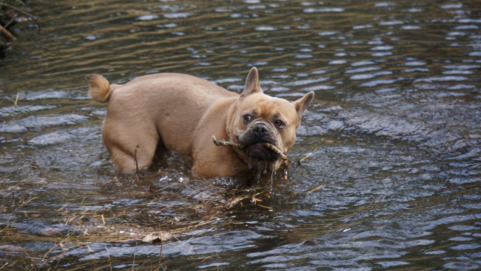 Sony E 18-200mm F3.5-6.3 OSS LE sample photo. French bulldog, dog, animal photography