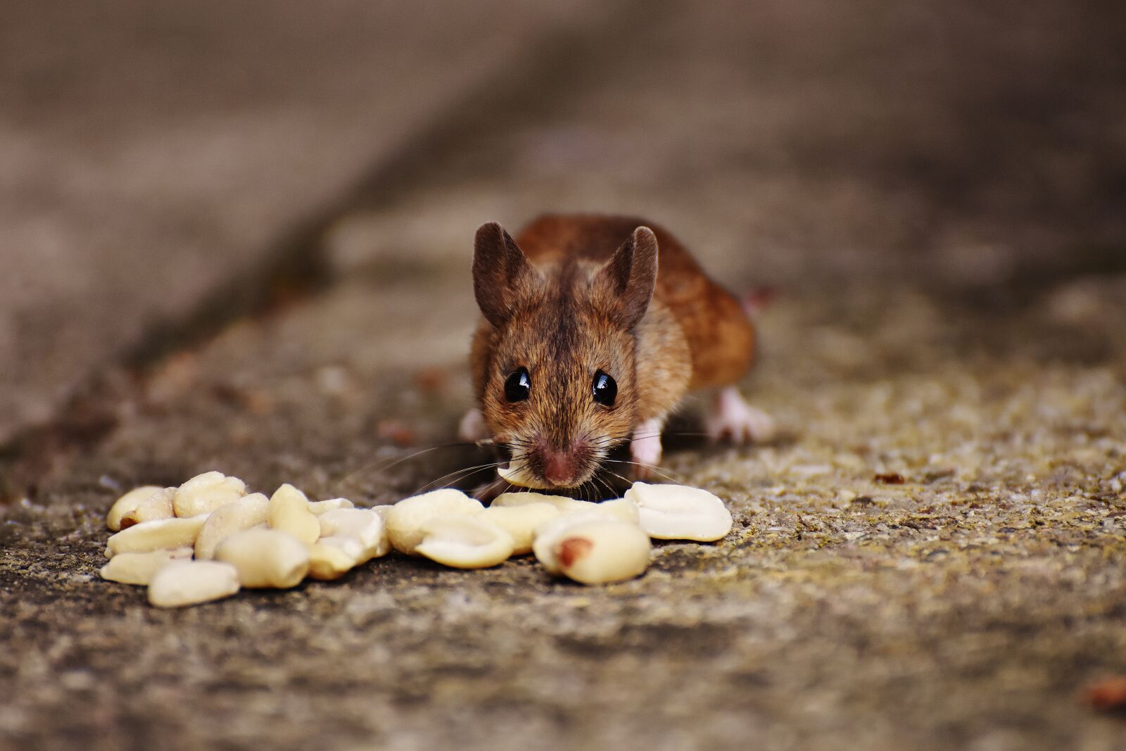 Nikon D7200 sample photo. Mouse, rodent, cute photography