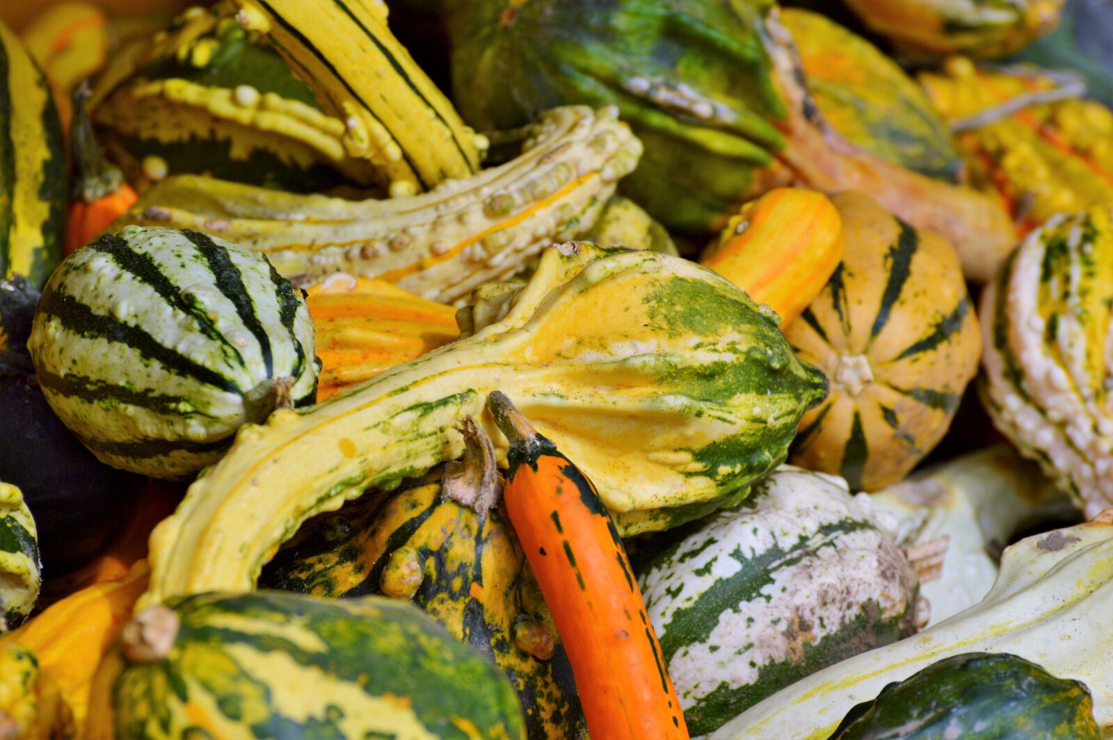 Nikon D3200 sample photo. Pumpkin, fruit, orange photography