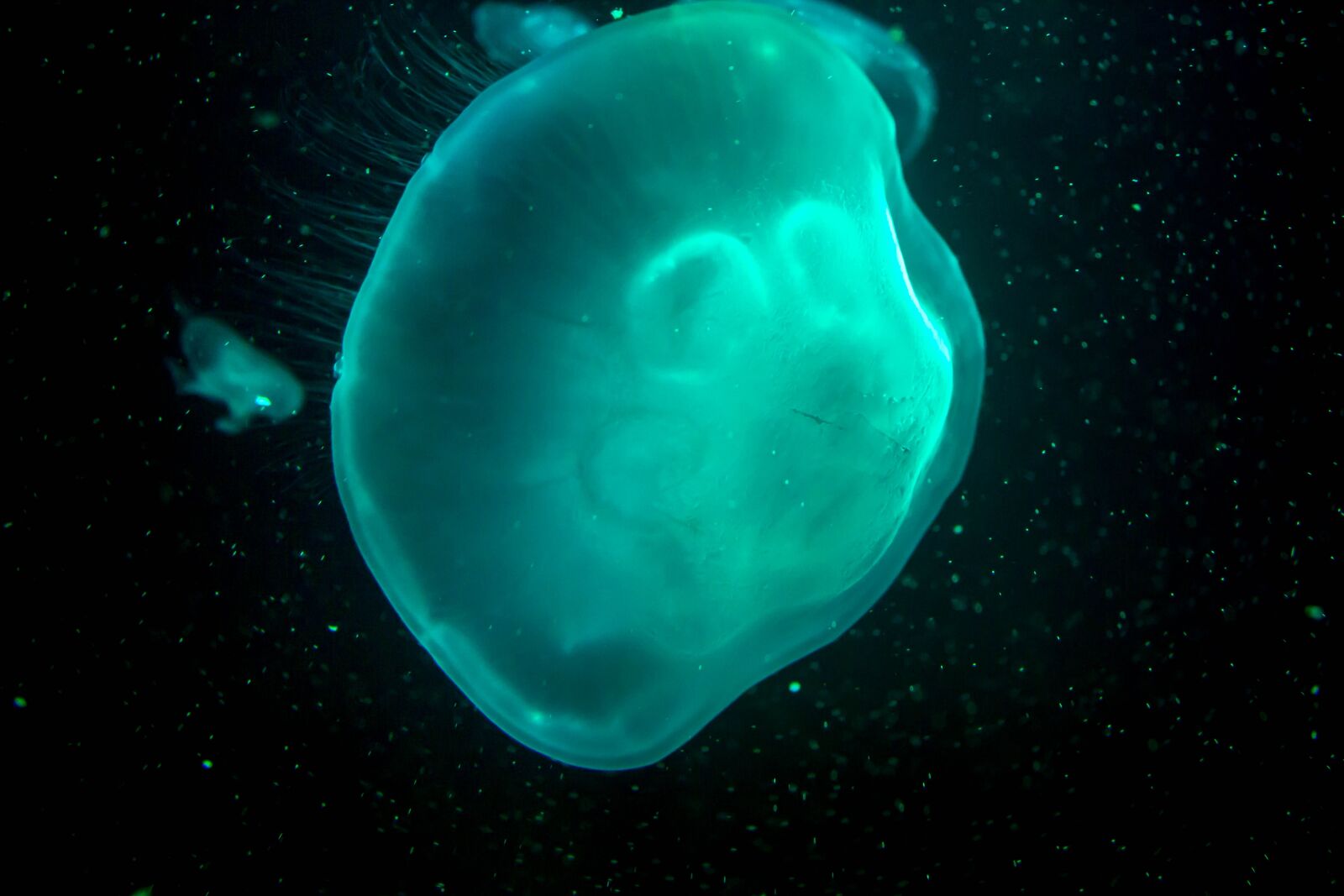 Canon EOS 700D (EOS Rebel T5i / EOS Kiss X7i) sample photo. Jellyfish, dark, turquoise photography