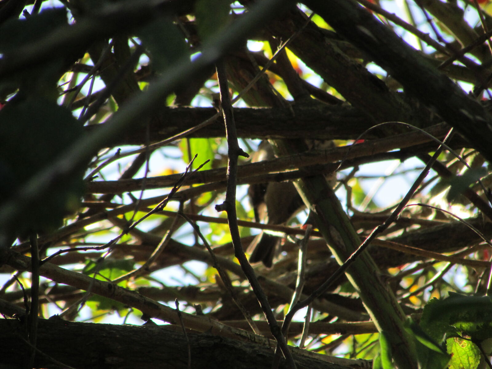 Canon PowerShot SX500 IS sample photo