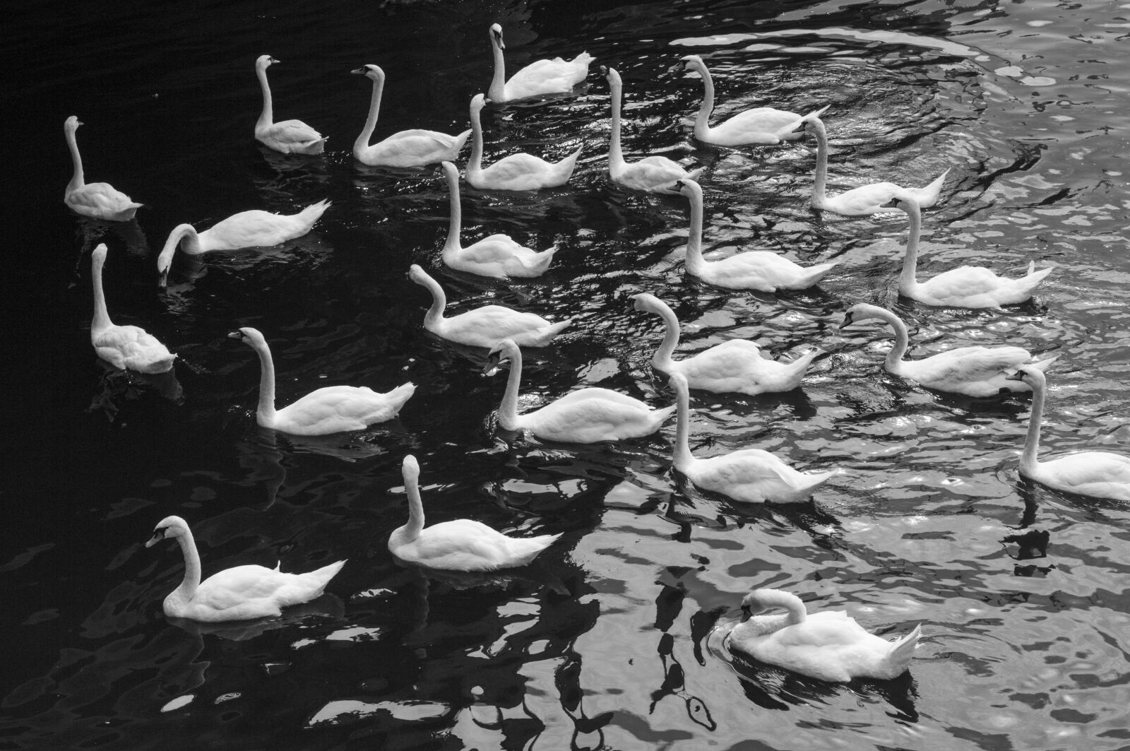 Pentax K-7 sample photo. Swan, water, bird photography