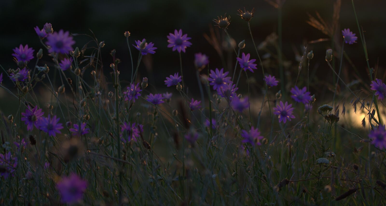 Canon EF-S 60mm F2.8 Macro USM sample photo. Flowers, immortelle, camp photography