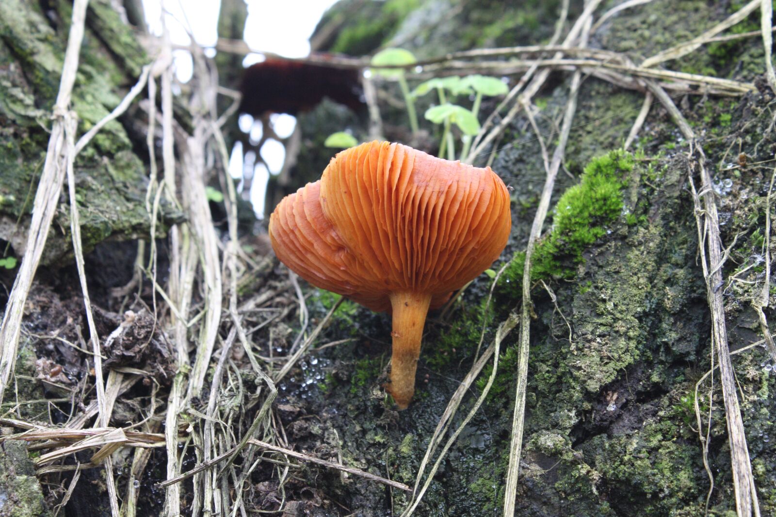 Canon EOS 450D (EOS Rebel XSi / EOS Kiss X2) sample photo. Fungus orange, mushroom special photography
