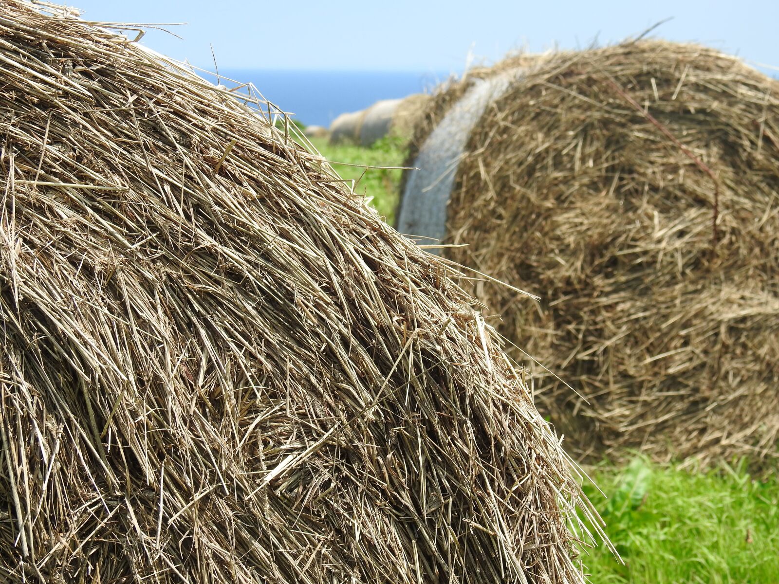 Nikon Coolpix P900 sample photo. Grass, straw, ranch photography