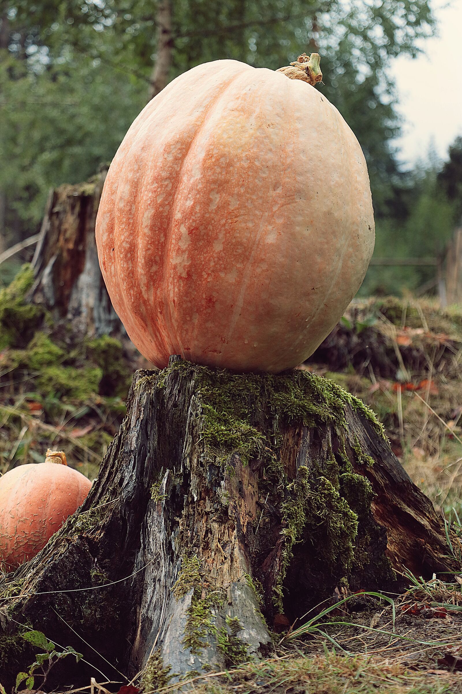 Canon EOS M50 (EOS Kiss M) sample photo. Pumpkin, vegetables, harvest photography
