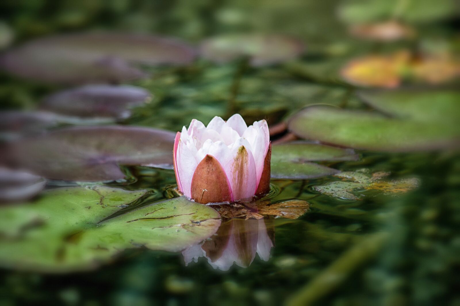 Canon EF 70-300mm F4-5.6 IS USM sample photo. Water lily, nuphar lutea photography