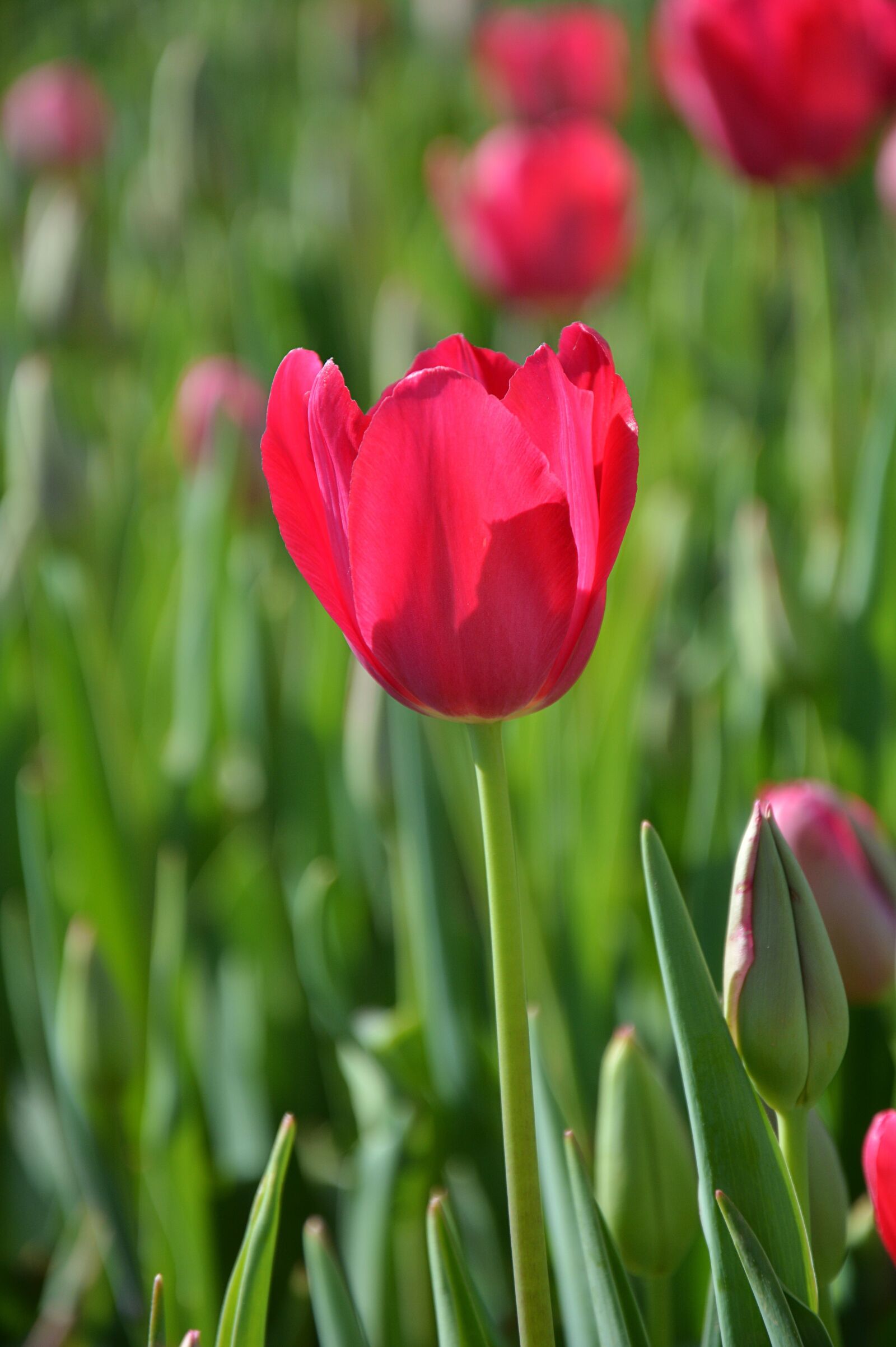 Nikon D7100 sample photo. Nature, plant, flower photography