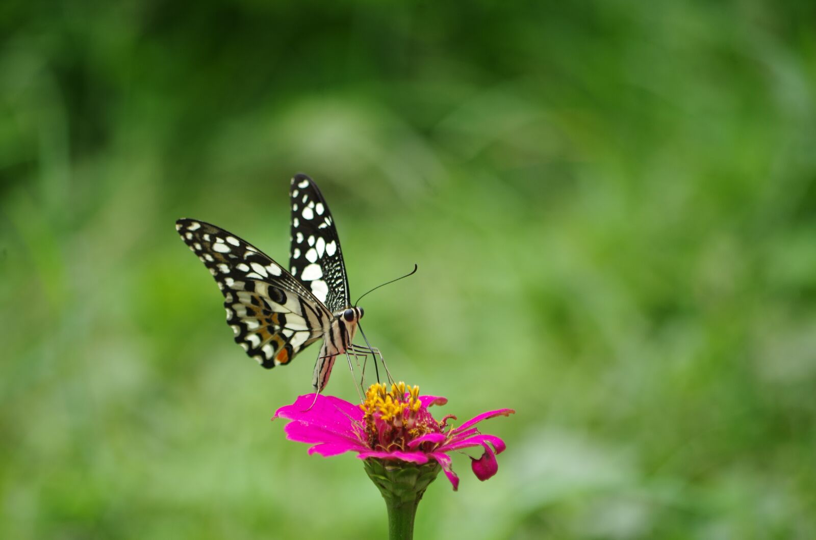 Pentax K-30 sample photo. Butterfly, flowers, nature photography