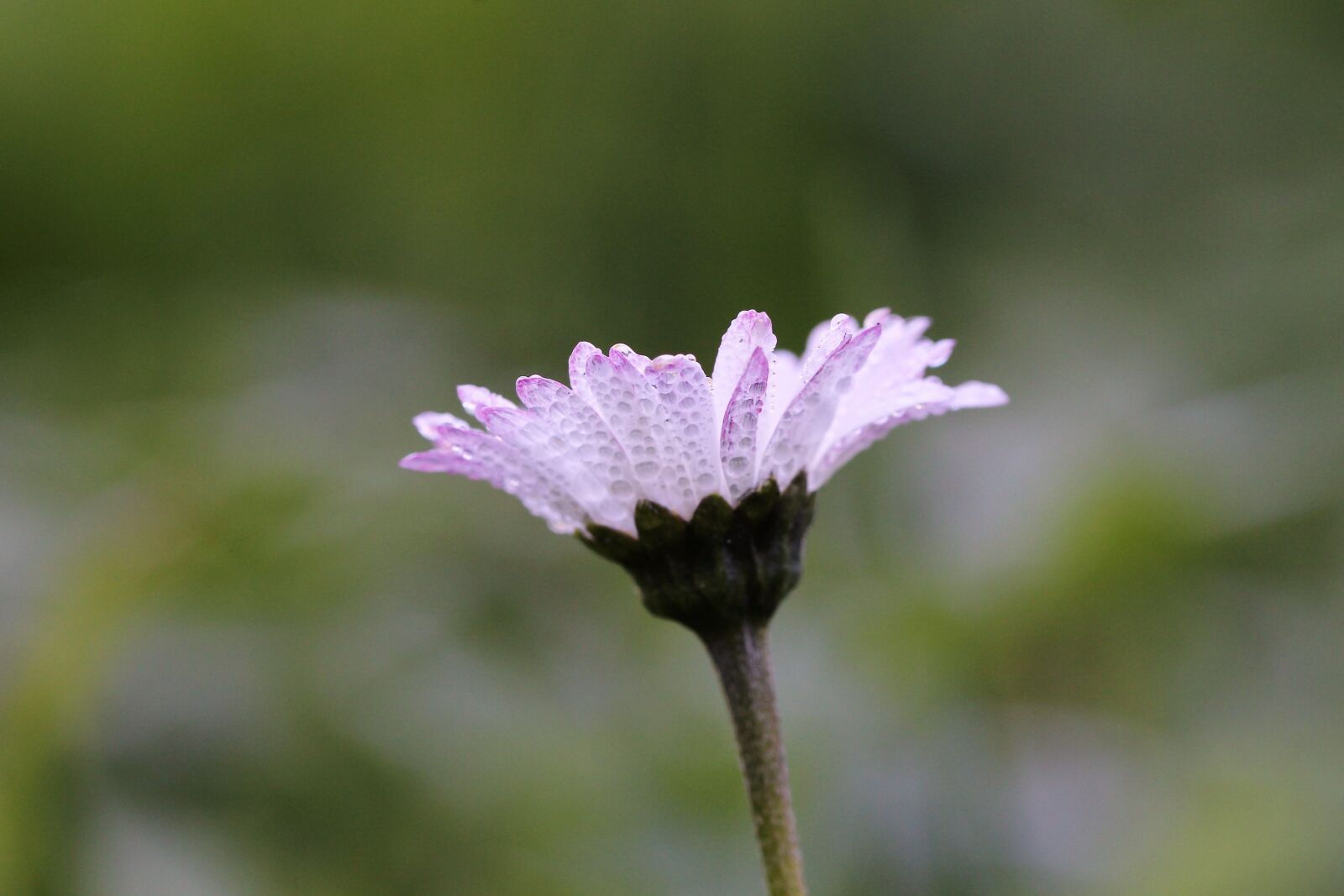 Canon EOS 1200D (EOS Rebel T5 / EOS Kiss X70 / EOS Hi) sample photo. Daisy, dew, meadow photography