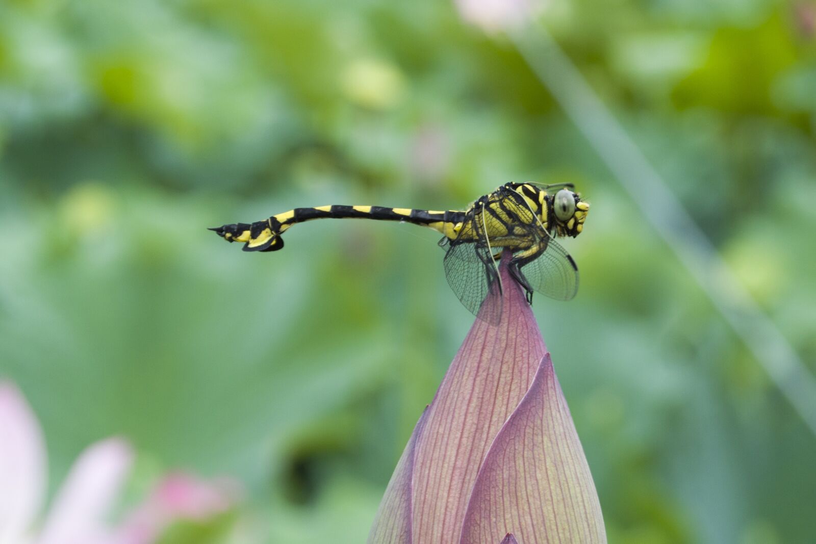 Nikon D3200 sample photo. Dragonfly, animal, insect photography