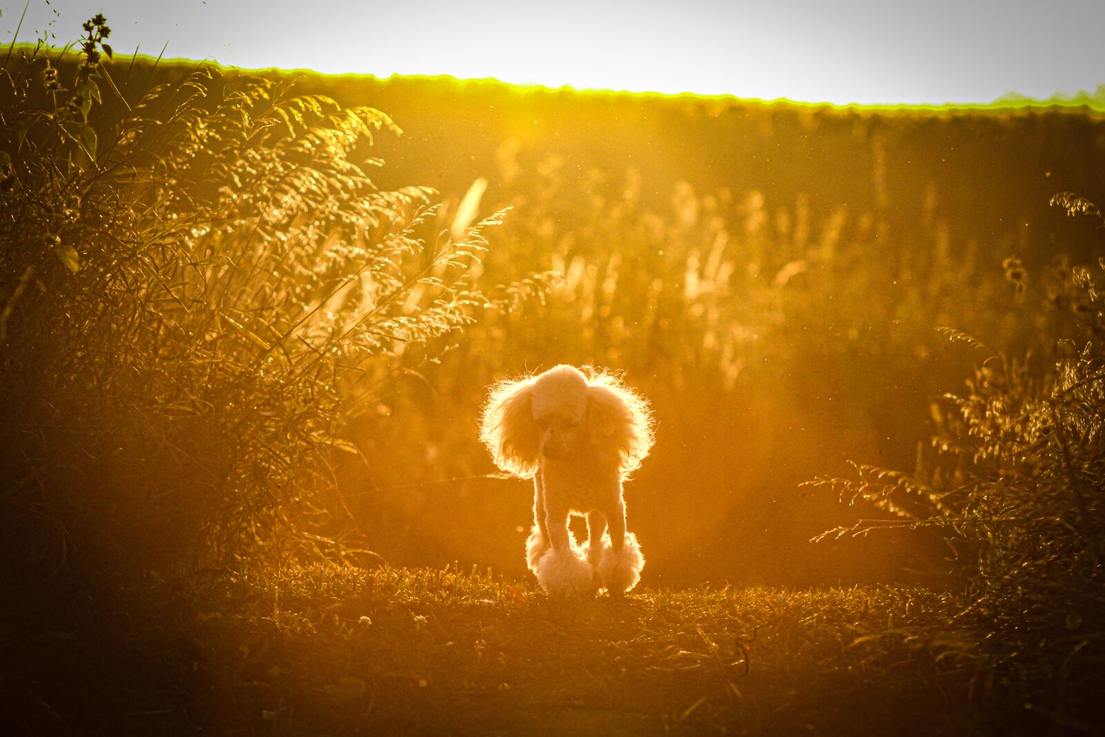 EF75-300mm f/4-5.6 sample photo. Dog, sunset, nature photography