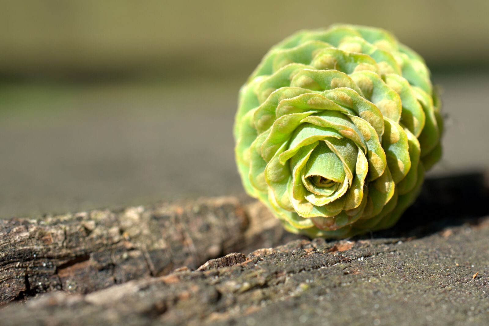 Sony a7 II + Sony FE 50mm F2.8 Macro sample photo. Pine cones, fir tree photography