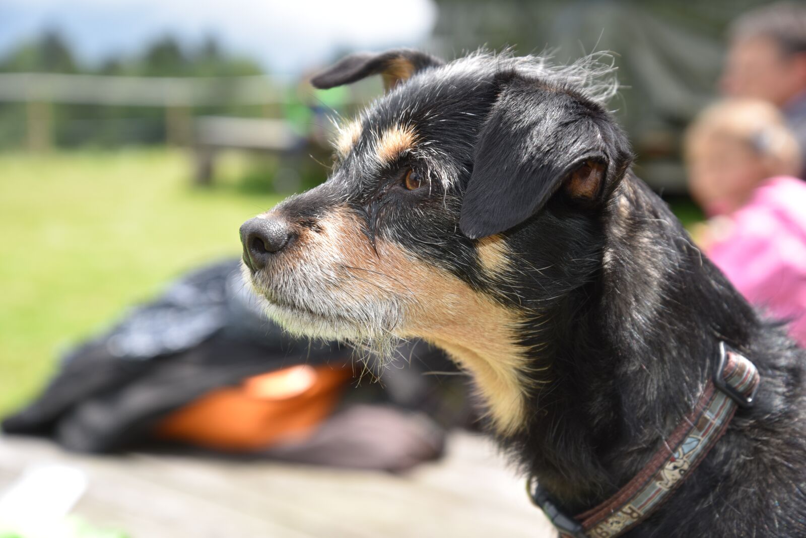 Nikon D750 sample photo. Dog, hybrid, animals photography