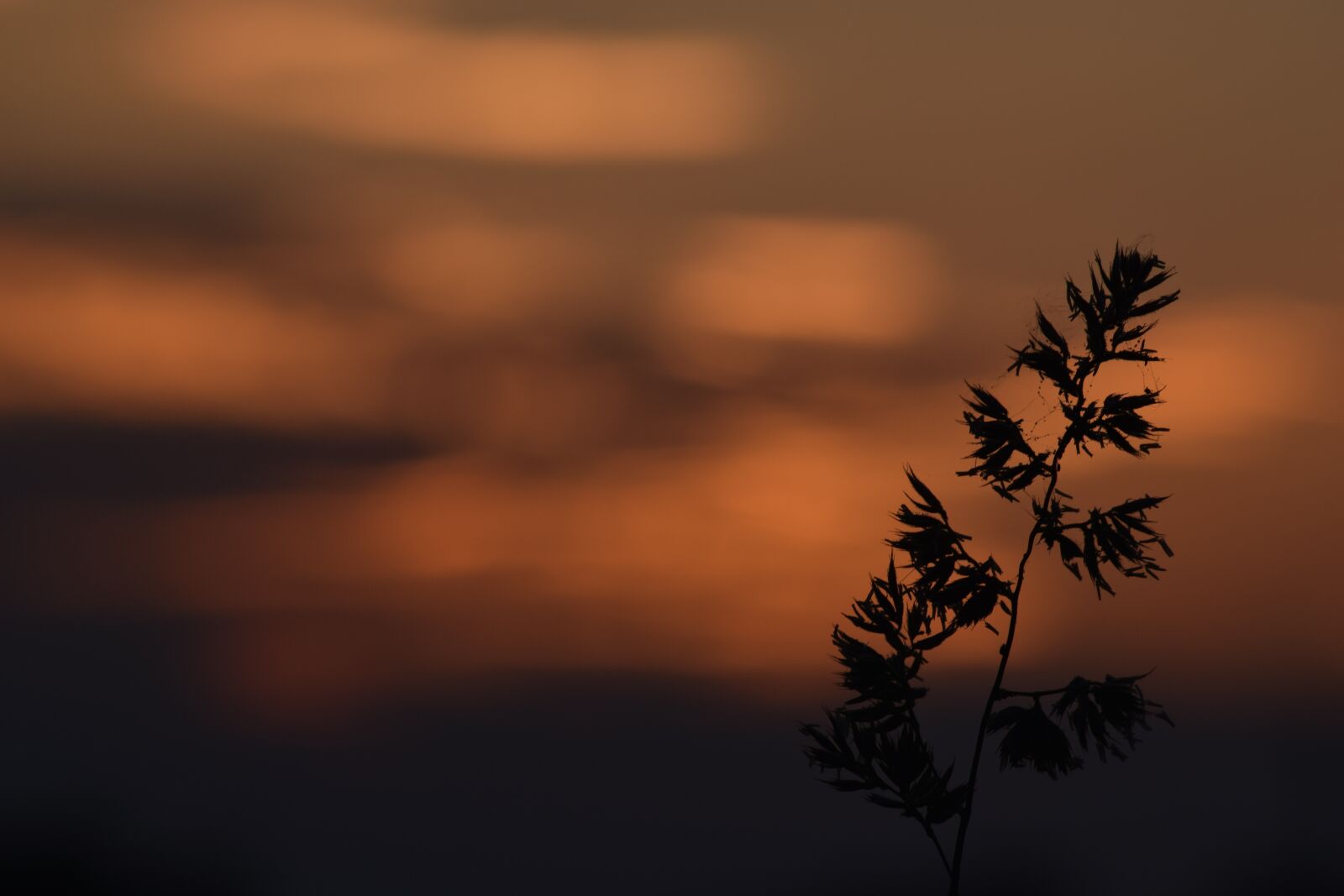 Nikon D3300 sample photo. Grass, macro, sunset photography