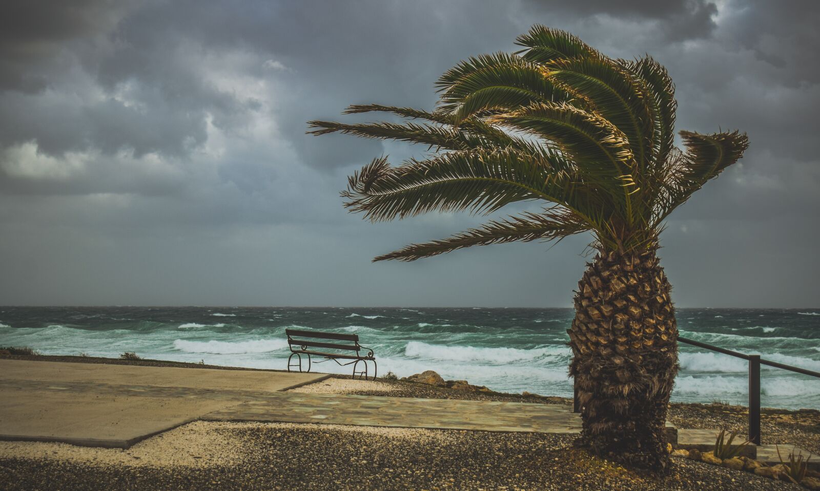 Nikon D3300 sample photo. Palm tree, wind, windy photography