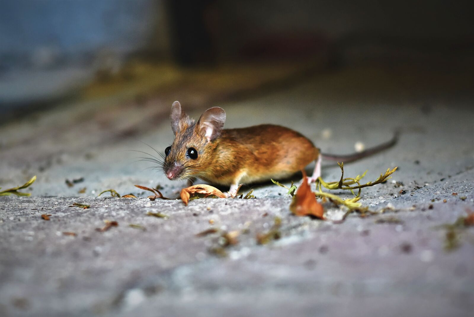 Nikon D7200 sample photo. Mouse, wood mouse, nager photography