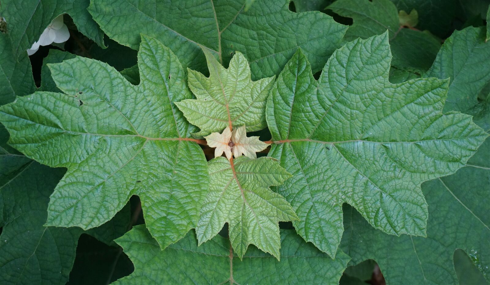Sony Alpha NEX-5T sample photo. Oak leaf hydrangea leaves photography
