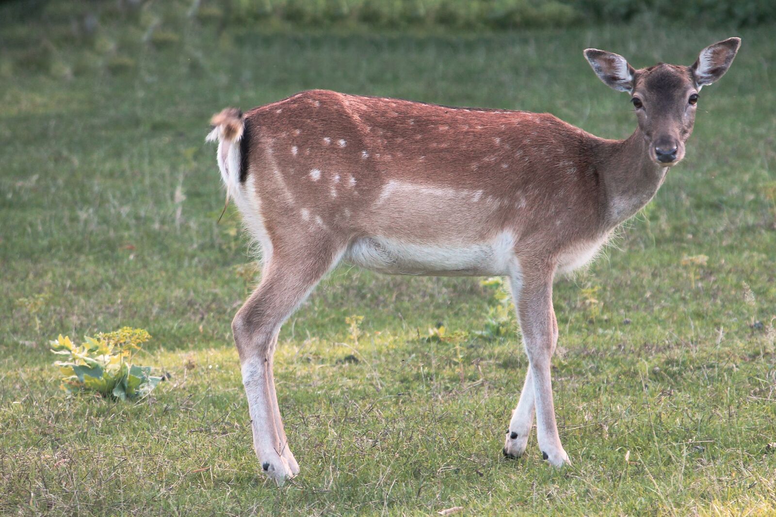 Canon EF-S 55-250mm F4-5.6 IS II sample photo. Glade, roe deer, fallow photography