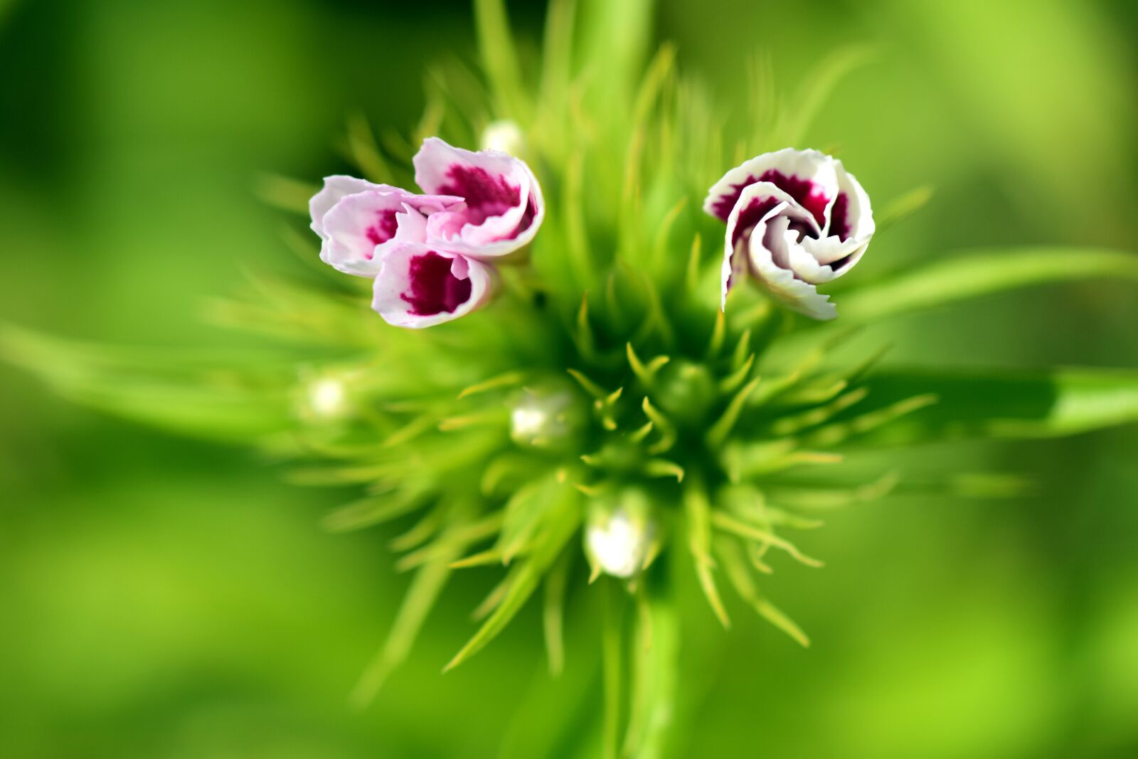 Nikon D3300 sample photo. Sweet william, bud, flower photography