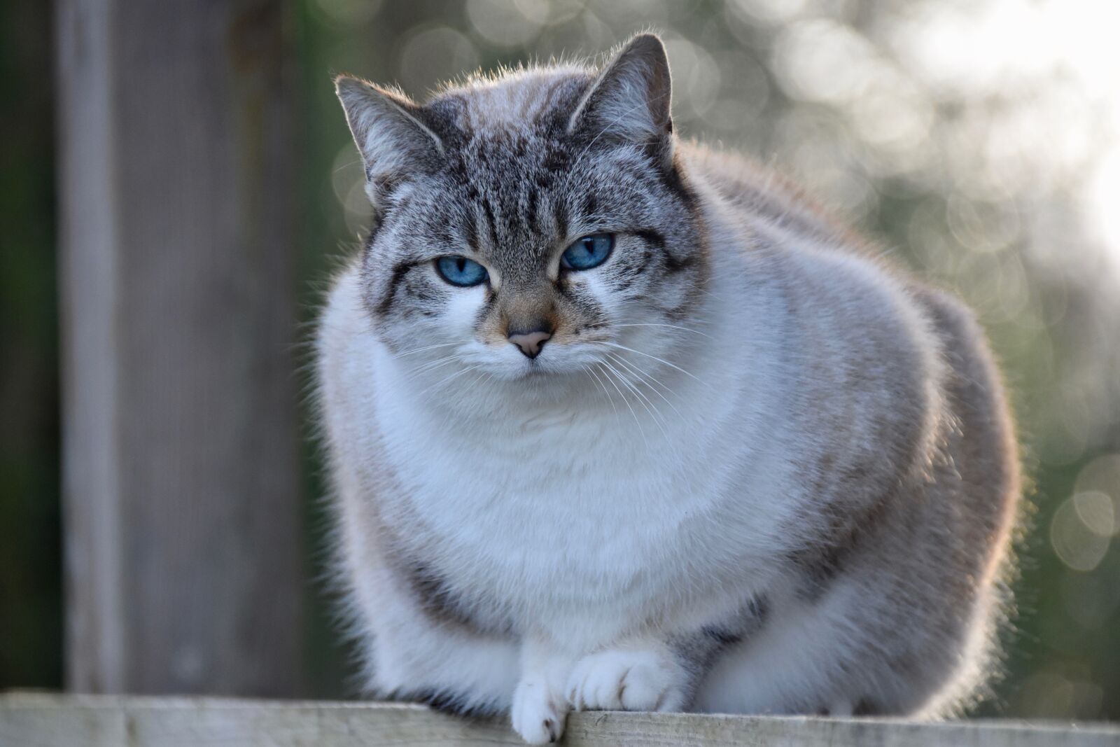 Nikon D5600 sample photo. Cat, truffle cat, nose photography
