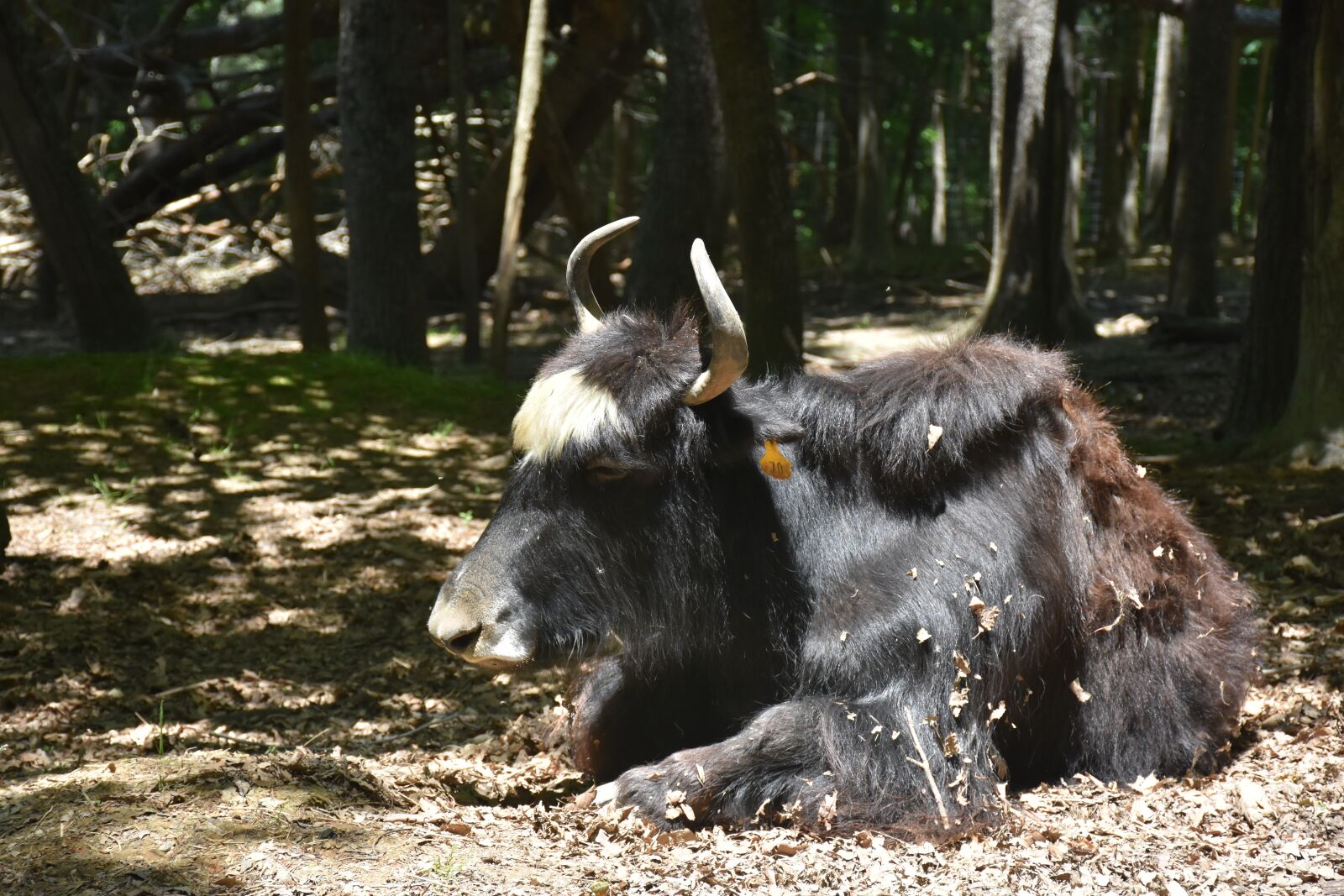 Nikon D7200 sample photo. Ox, animal, bull photography