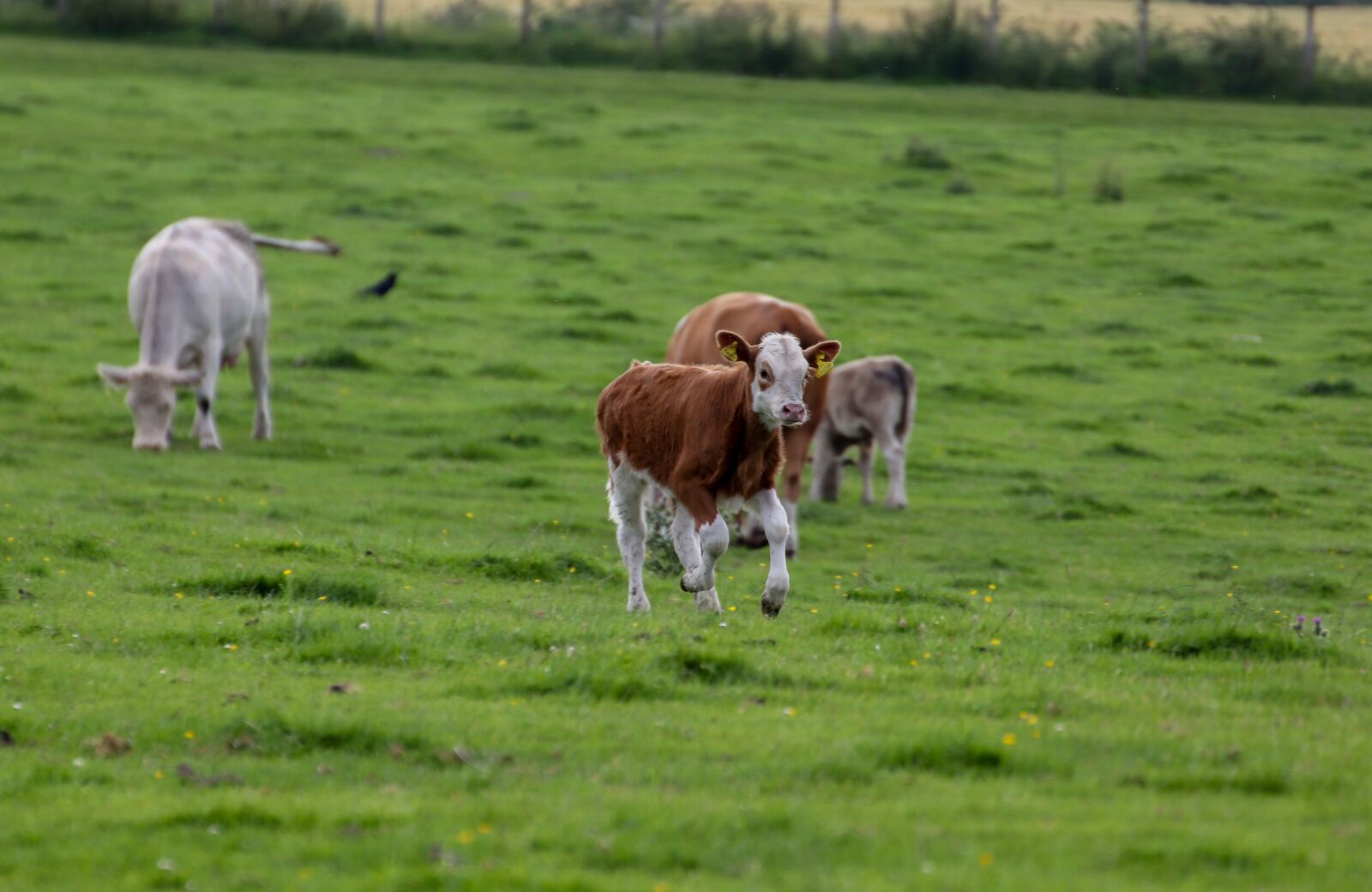 Canon EOS 800D (EOS Rebel T7i / EOS Kiss X9i) sample photo. Cow, calf, happy photography